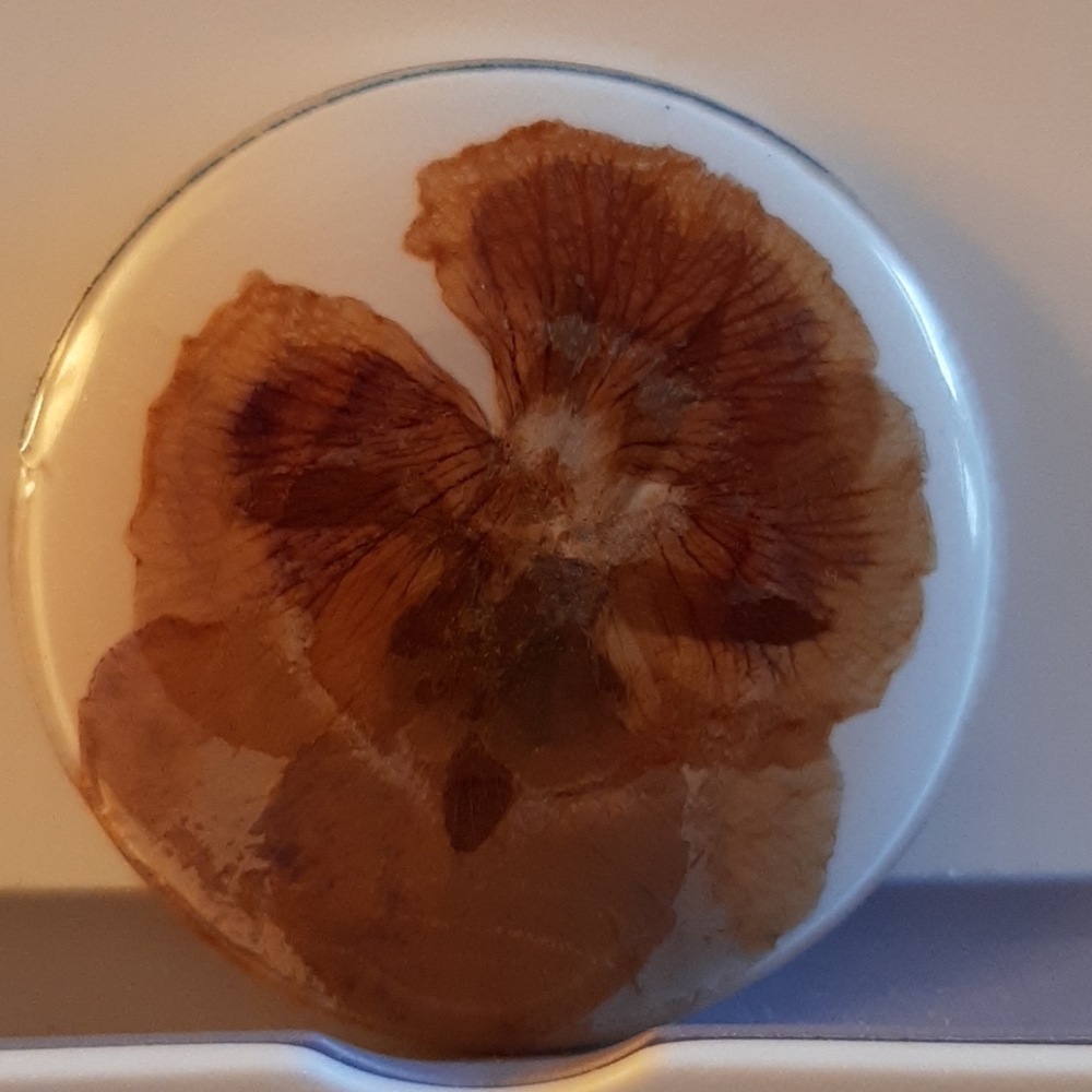 Vintage 1970's Pressed Pansy Brooch